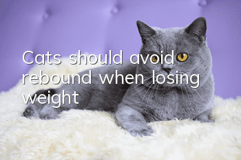 Cats should avoid rebound when losing weight