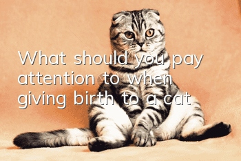 What should you pay attention to when giving birth to a cat?