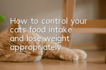 How to control your cat’s food intake and lose weight appropriately?