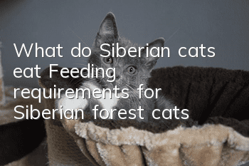 What do Siberian cats eat? Feeding requirements for Siberian forest cats