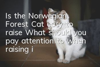 Is the Norwegian Forest Cat easy to raise? What should you pay attention to when raising it?