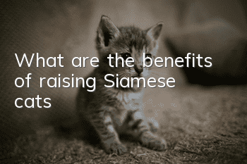 What are the benefits of raising Siamese cats?