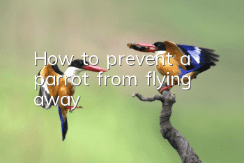 How to prevent a parrot from flying away