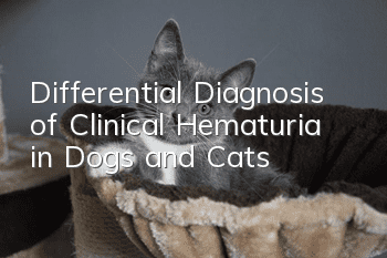 Differential Diagnosis of Clinical Hematuria in Dogs and Cats