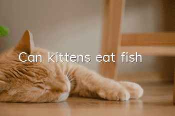 Can kittens eat fish?