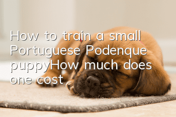 How to train a small Portuguese Podenque puppy_How much does one cost?