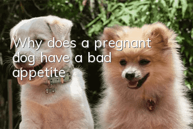 Why does a pregnant dog have a bad appetite?