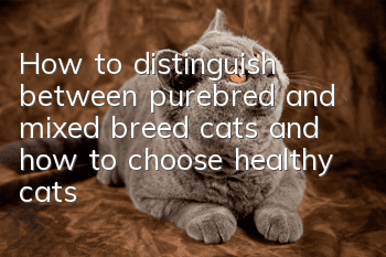 How to distinguish between purebred and mixed breed cats and how to choose healthy cats
