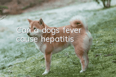 Can a dog’s fever cause hepatitis?