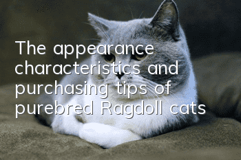 The appearance characteristics and purchasing tips of purebred Ragdoll cats