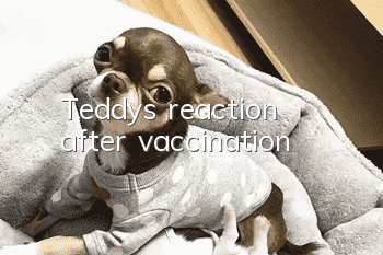 Teddy's reaction after vaccination