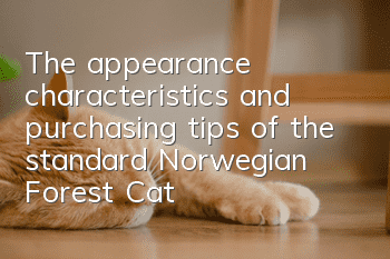 The appearance characteristics and purchasing tips of the standard Norwegian Forest Cat
