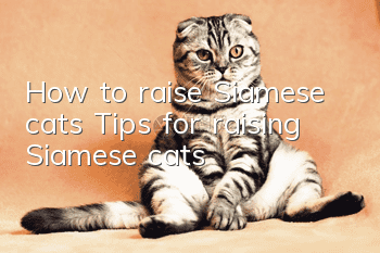 How to raise Siamese cats? Tips for raising Siamese cats
