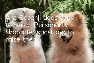Are Basenji dogs easy to raise | Personality characteristics_How to raise them?