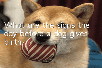 What are the signs the day before a dog gives birth?