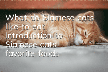 What do Siamese cats like to eat? Introduction to Siamese cats’ favorite foods