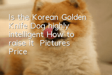 Is the Korean Golden Knife Dog highly intelligent? How to raise it | Pictures | Price
