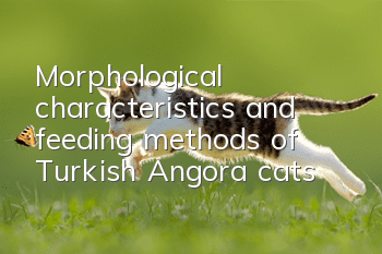 Morphological characteristics and feeding methods of Turkish Angora cats
