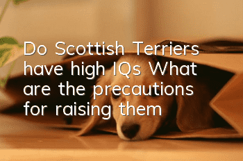 Do Scottish Terriers have high IQs? What are the precautions for raising them?