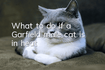 What to do if a Garfield male cat is in heat