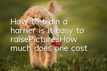 How to train a harrier, is it easy to raise?_Pictures|How much does one cost?