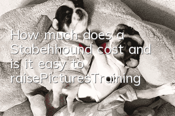How much does a Stabehhound cost and is it easy to raise_Pictures|Training