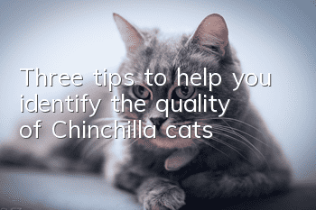 Three tips to help you identify the quality of Chinchilla cats