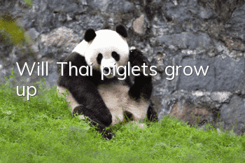Will Thai piglets grow up?