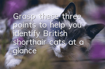Grasp these three points to help you identify British shorthair cats at a glance