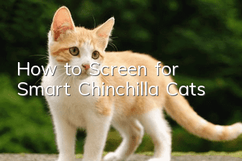 How to Screen for Smart Chinchilla Cats
