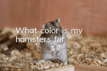 What color is my hamster’s fur?