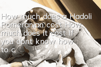 How much does a Hadoli Pomeranian cost? How much does it cost? If you don’t know how to choose, how do you decide?