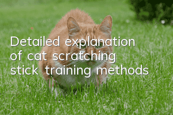 Detailed explanation of cat scratching stick training methods