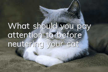 What should you pay attention to before neutering your cat?