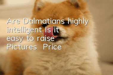 Are Dalmatians highly intelligent? Is it easy to raise? | Pictures | Price