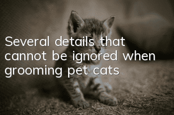 Several details that cannot be ignored when grooming pet cats
