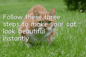 Follow these three steps to make your cat look beautiful instantly