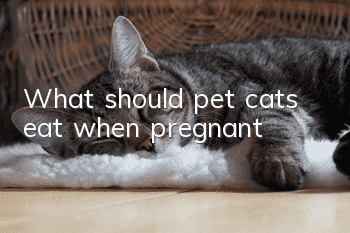 What should pet cats eat when pregnant?