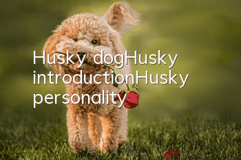 Husky dog_Husky introduction_Husky personality