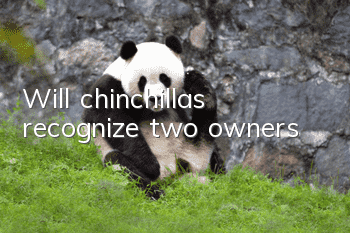 Will chinchillas recognize two owners?