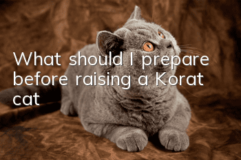 What should I prepare before raising a Korat cat?