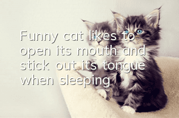 Funny cat likes to open its mouth and stick out its tongue when sleeping?