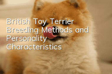 British Toy Terrier Breeding Methods and Personality Characteristics
