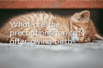 What are the precautions for cats after giving birth?
