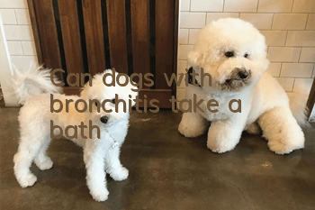 Can dogs with bronchitis take a bath?
