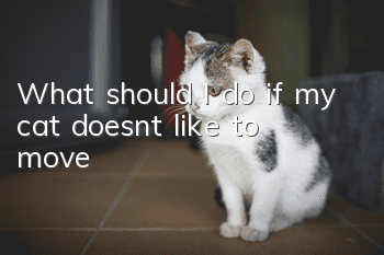 What should I do if my cat doesn’t like to move?