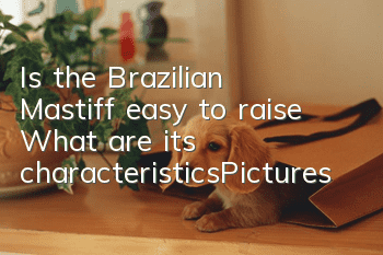 Is the Brazilian Mastiff easy to raise? What are its characteristics_Pictures