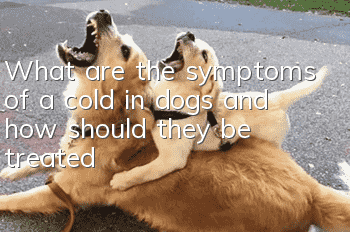What are the symptoms of a cold in dogs and how should they be treated?