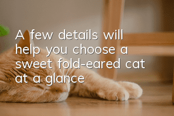A few details will help you choose a sweet fold-eared cat at a glance