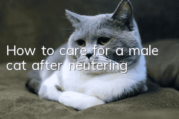 How to care for a male cat after neutering